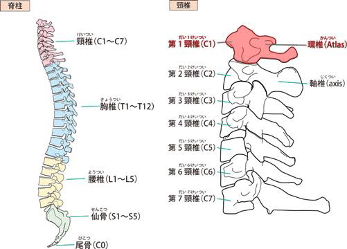 解剖学シリーズ　頚椎編